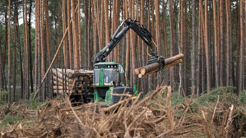 Máquina robot cortando árboles